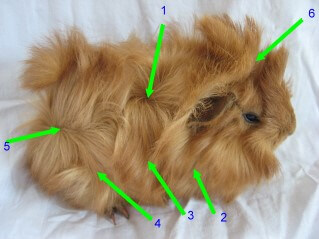 angorameerschweinchen wirbel